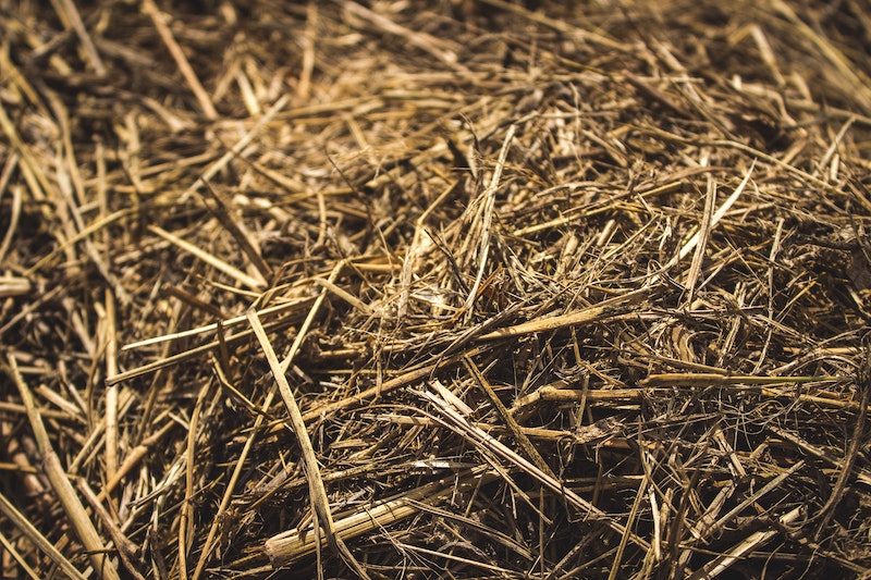 hay-polish-christmas-traditions.jpg
